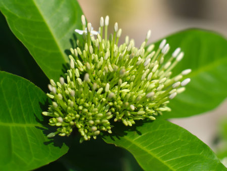 white Ixora coccineaの写真素材