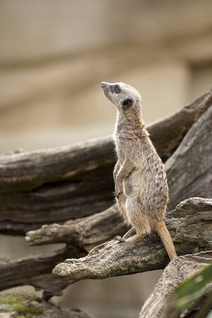 Meerkatの写真素材