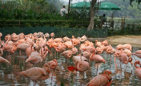 Zhaoqing, China - May 10, 2012 - Pink Flamingos at Seven Star Crags Parkのeditorial素材