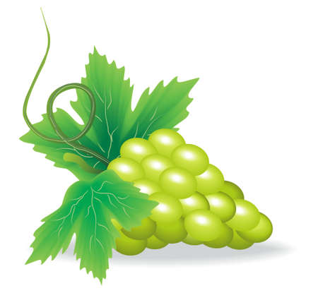 branch of green grapes on white backgroundのイラスト素材
