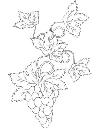 silhouette of a branch of grapes on white backgroundのイラスト素材