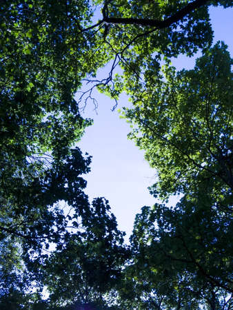 sky on a summer day in the treesの写真素材