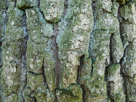 texture of woodの写真素材