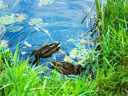 two ducks in their natural habitat in the pondの写真素材