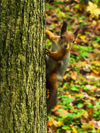 squirrel sits on a tree looking warily at the cameraの写真素材