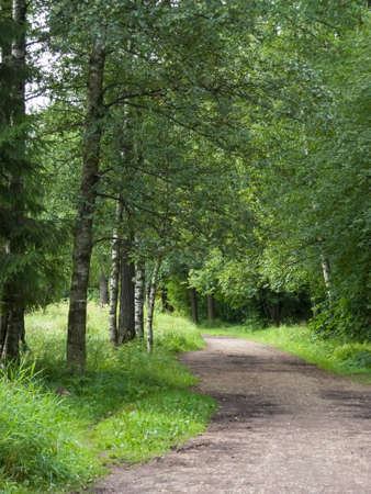 forest path on a sunny day photoの写真素材