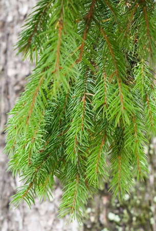 green spruce branch on a background of a tree trunkの写真素材