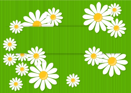 greeting card with white daisies on a green backgroundのイラスト素材