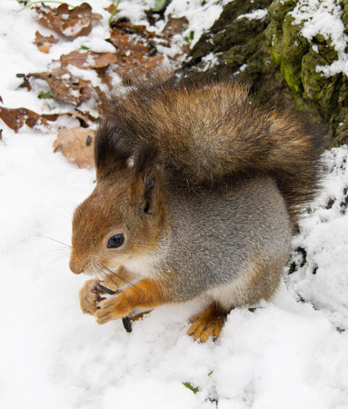 squirrel in the silver coat sitting in the snowの写真素材