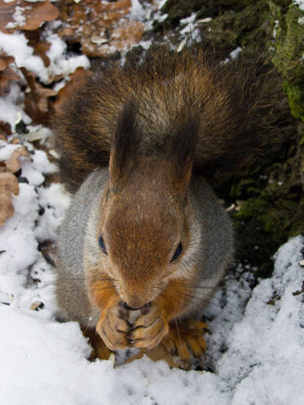 squirrel in the silver coat sitting in the snowの写真素材