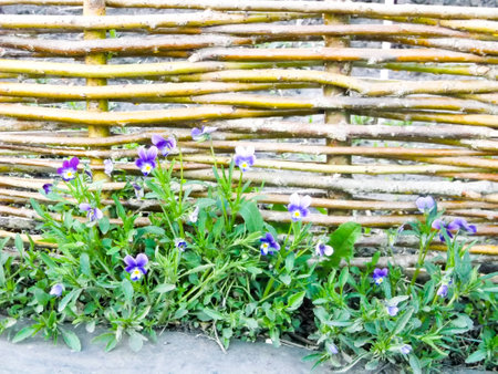 brown mold with flowers pansies and green leavesの写真素材