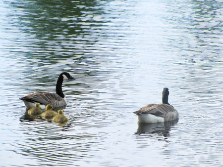 geese with goslings floating on the waterの写真素材