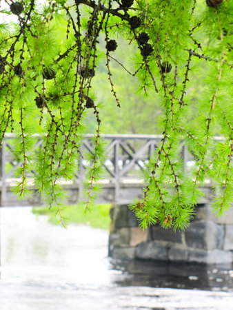 the bridge over the river on the background of natureの写真素材