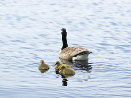 geese with goslings floating on the waterの写真素材