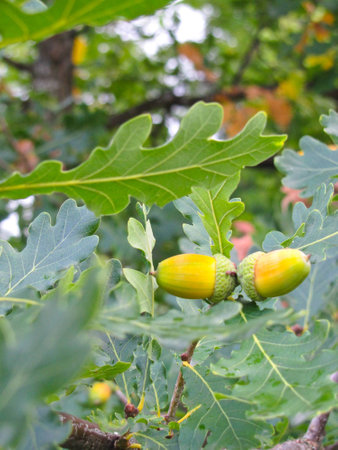 ripe acorns on the branch on a background of oak leavesの写真素材