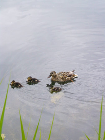 mother duck with her young ducklings on water backgroundの写真素材
