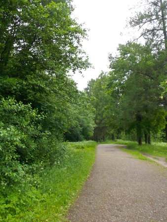 the trail continues among the trees in the distance against the skyの写真素材