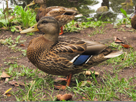 duck closeup, came to the shore of a lake or pondの写真素材