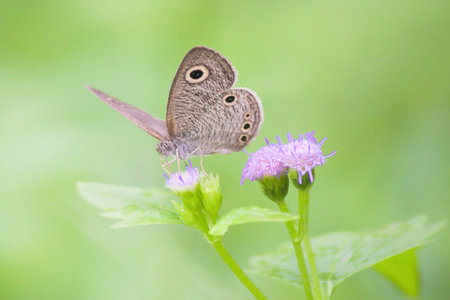 Macro photo of wonderful Butterfly on grass flowers with green backgroundの写真素材