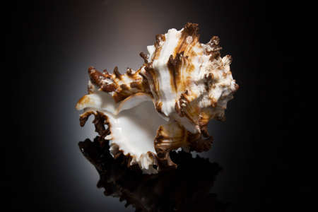 shell on a black backgroundの写真素材