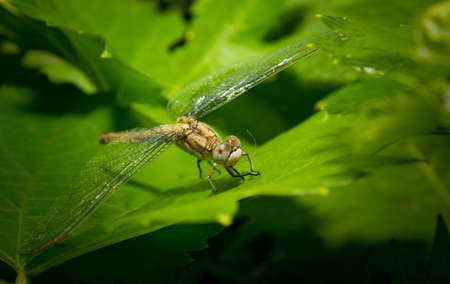 Dragonfly at Restの写真素材