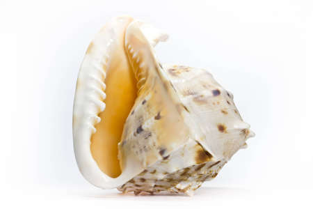 shell on white backgroundの写真素材