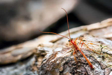 A photograph showing an Ichneumon Wasp (Ophion luteus). This wasp was retrieved form our moth trap and set free. Still a little dazed form its overnight slumber, allowed time to photograph it as it moved about inspecting the area, probably for a host caterpillar, to lay its eggs in.の写真素材