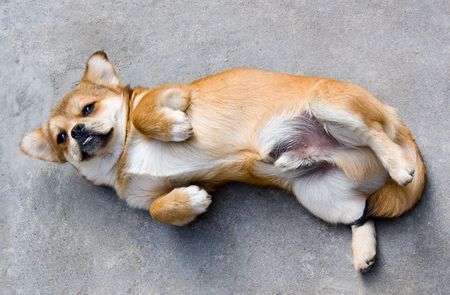 Dog play game with man.の写真素材