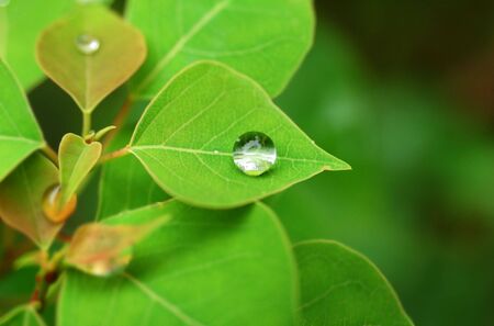 Waterdrop on a green leaf