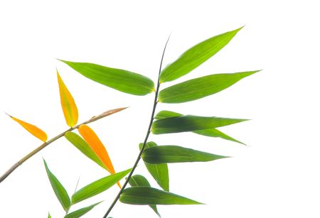 bamboo leaves isolated on a white background.の写真素材
