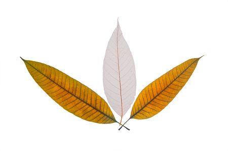 Dry leaf isolated on white background,one is transparent and onle vein left, other are the leaves before process to transparent.の写真素材