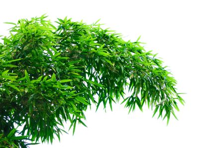 bamboo leaves isolated on a white background.の写真素材