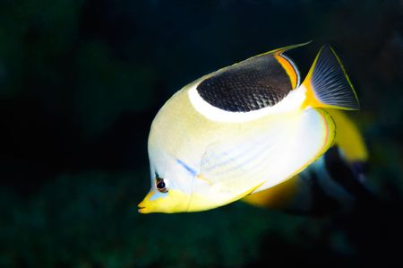 Underwater view of a butterfly fish on black groundの写真素材