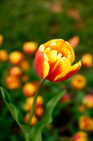Beautiful red and yellow tulips in the spring time