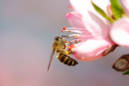 A flying honeybee in beautiful pink peach blossomsの写真素材