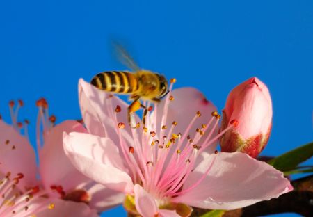 A flying honeybee in beatifull pink peach blossoms