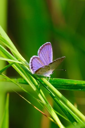 Close up of a butterfly on a leaf.の写真素材