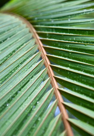 Palm leaves with water drop after rainの写真素材