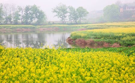 Field of oilseed  in the southeast of Chinaの写真素材