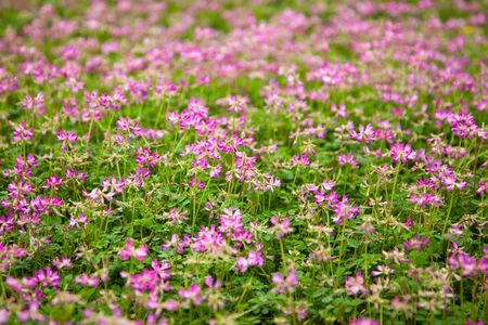 Astragalus sinicus,also name chinese milk vetch,blooming in Spring の写真素材