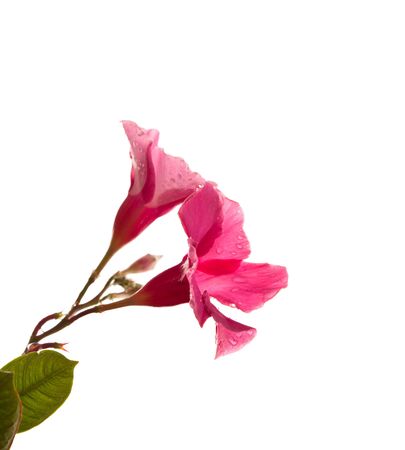 Isolated Pink Petuniaの写真素材