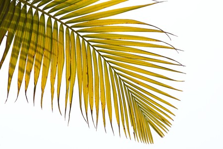 Withered leaves of palm tree  isolated on white backgroundの写真素材
