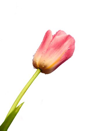 blossoming tulip isolated on whiteの写真素材