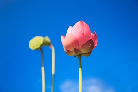 Pink lotus under blue sky background