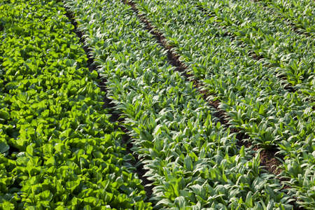 full frame background of asparagus lettuce fields in spring time 