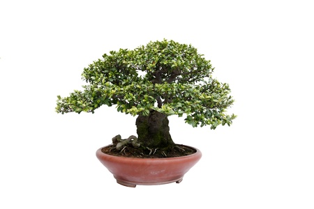 A small bonsai tree in a ceramic pot  Informal upright style,isolated on a white background の写真素材
