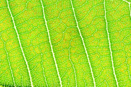 Green leaf texture