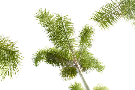 Crown of palm trees isolated on white background の写真素材