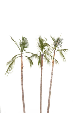 Palm trees  isolated on white background by the seasideの写真素材