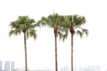 Palm trees by a resident district on white backgroundの写真素材